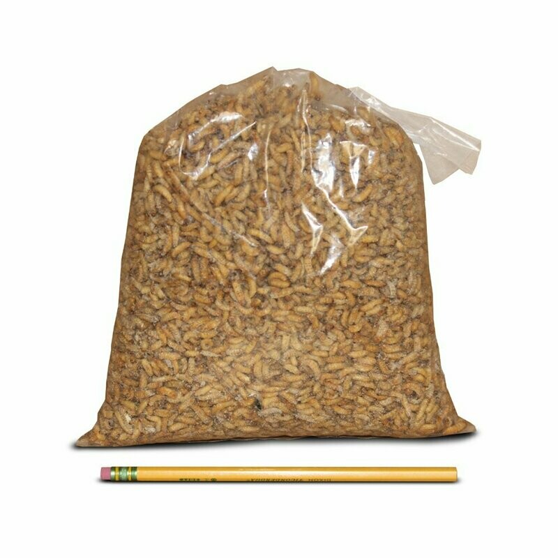 Roasted Waxworms (2 lb. bag)