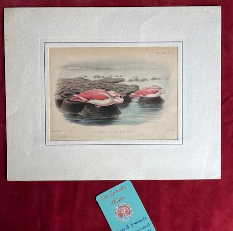 Gravure lithographie &quot;Flamingoes on the nest&quot; Joseph SMIT