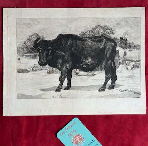 Gravure eau-forte Buffle de Valachie A.A. LANCON