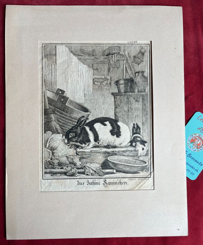 Gravure &quot;Das Zähne Kaninchen&quot; (le lapin délicat) G-D. HEUMANN