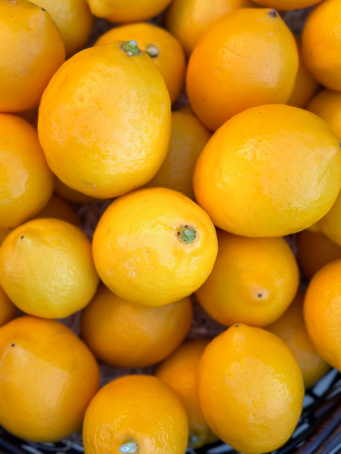 Organic Citrus | Meyer Lemons | 10 pound box