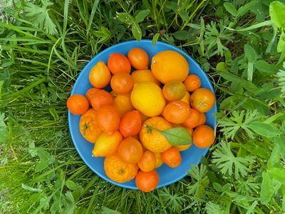 Organic Citrus