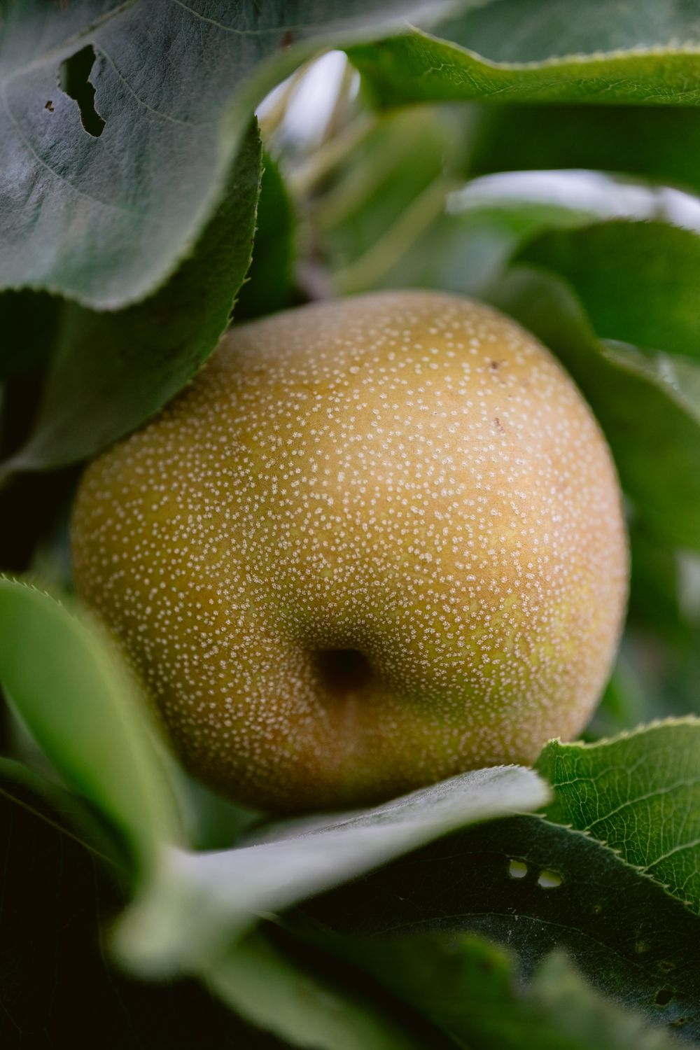 Organic Pears | Heirloom Asian Blend - 20 pound box