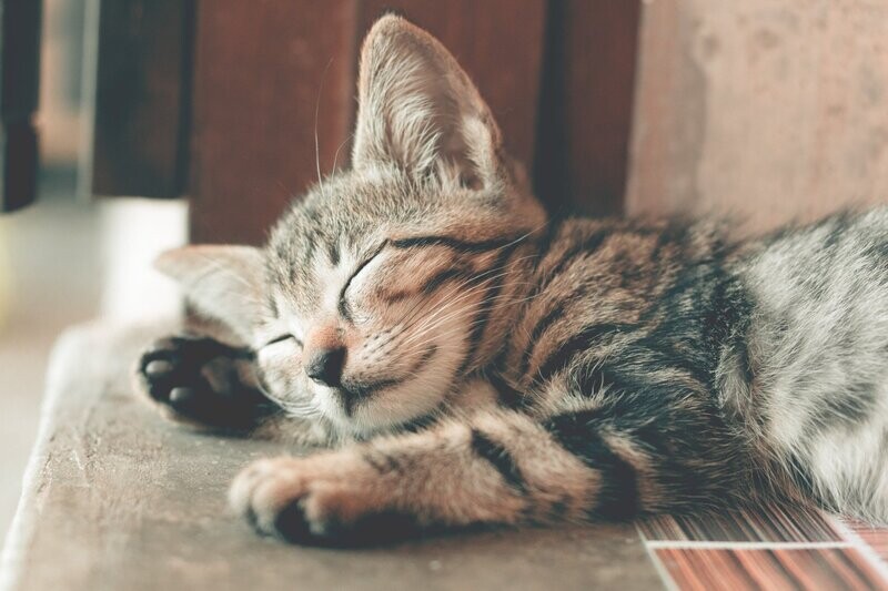 A Bach Flower Remedy for Cats with Grief, Fear and Aggression