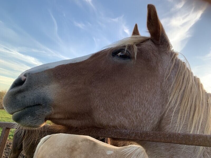 Bach Flower Remedy for the Horse who is the Pasture Bully