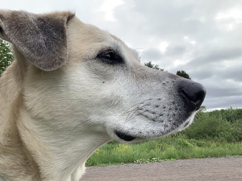 Bach Flower Remedy for Dogs Dealing With Grief