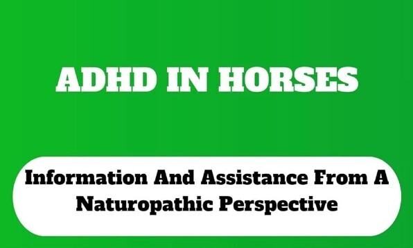 ​Equine Focus: Naturopathic Approaches to ADHD-Like Behaviors in Horses