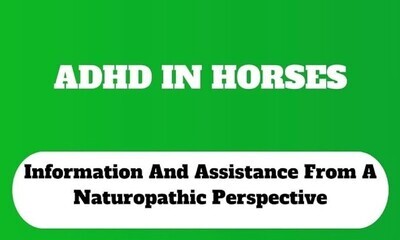 ADHD in Horses Information and Assistance from a Naturopathic Perspective