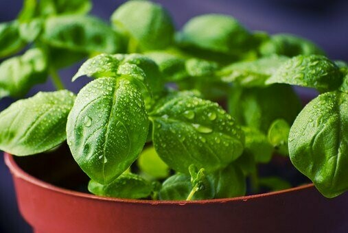 Basil Essential Oil 15ml