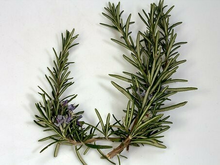 Rosemary Essential Oil 15ml