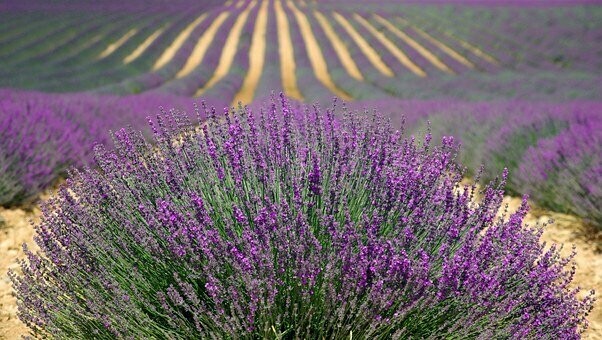 Lavender French Essential Oil 15ml