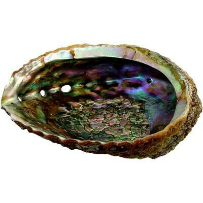 Smudging Abalone Shell