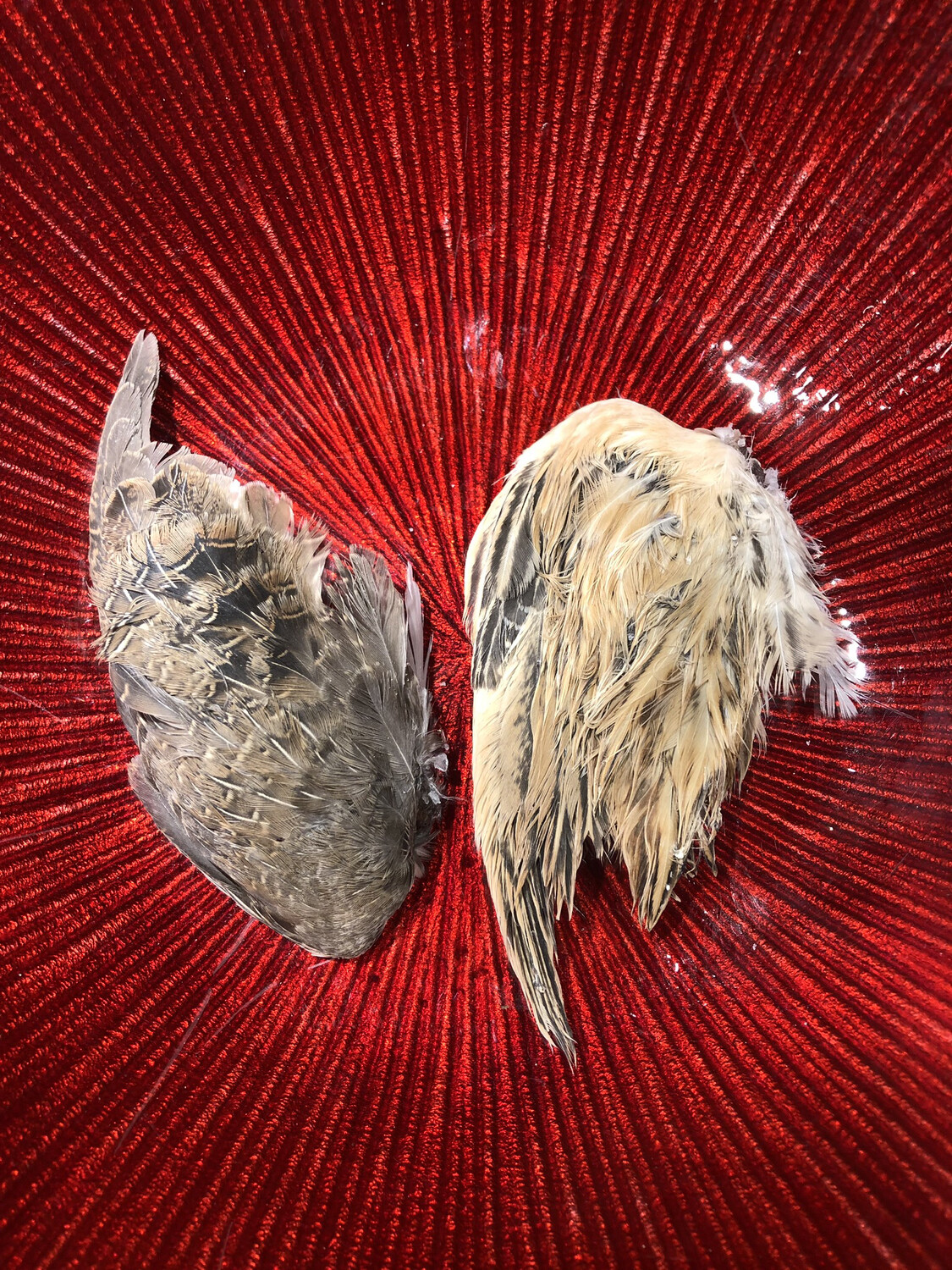Quail wings