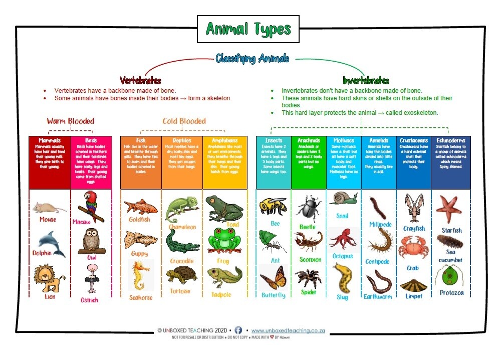 Classification of Animal Kingdom Poster