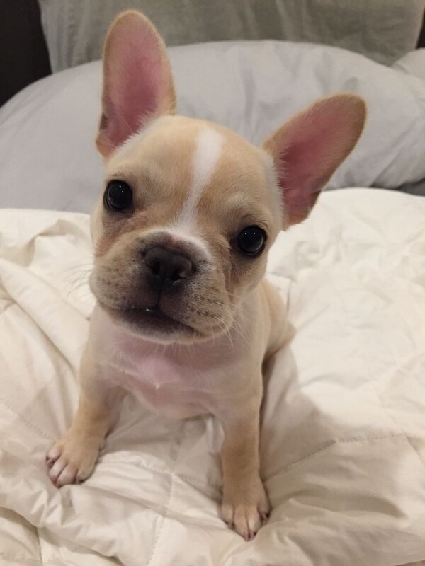 French Bulldog ( AKC Verified )
