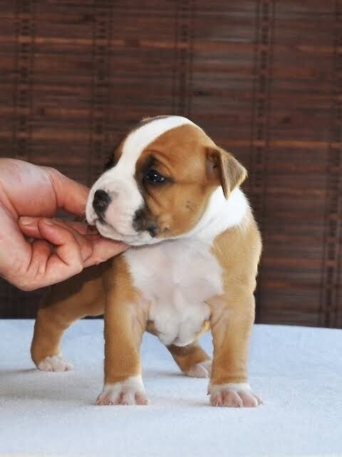 American Staffordshire Terrier