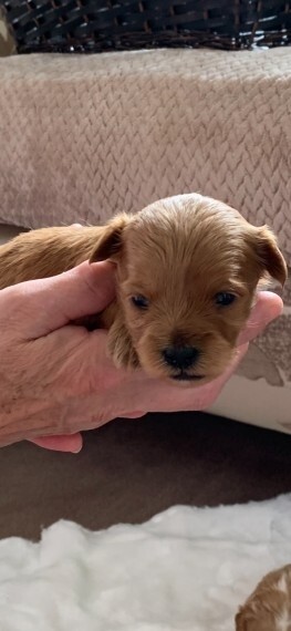 Multipoo puppies 