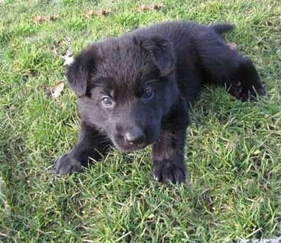 German Shepherd Black male( AKC Verified )