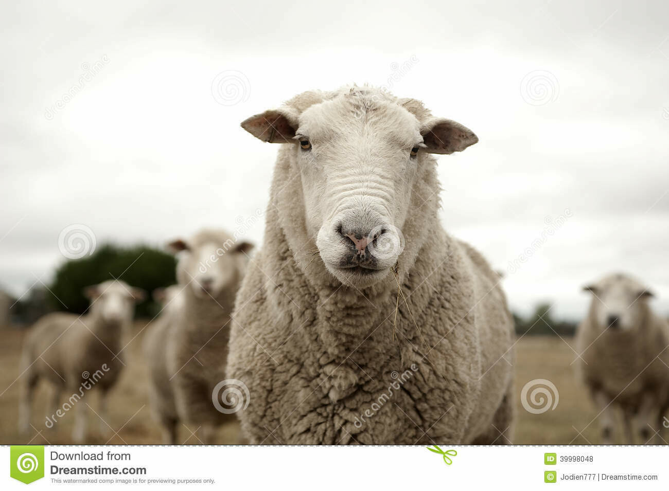 A Real Breed Study - August A Real Breed Study - August