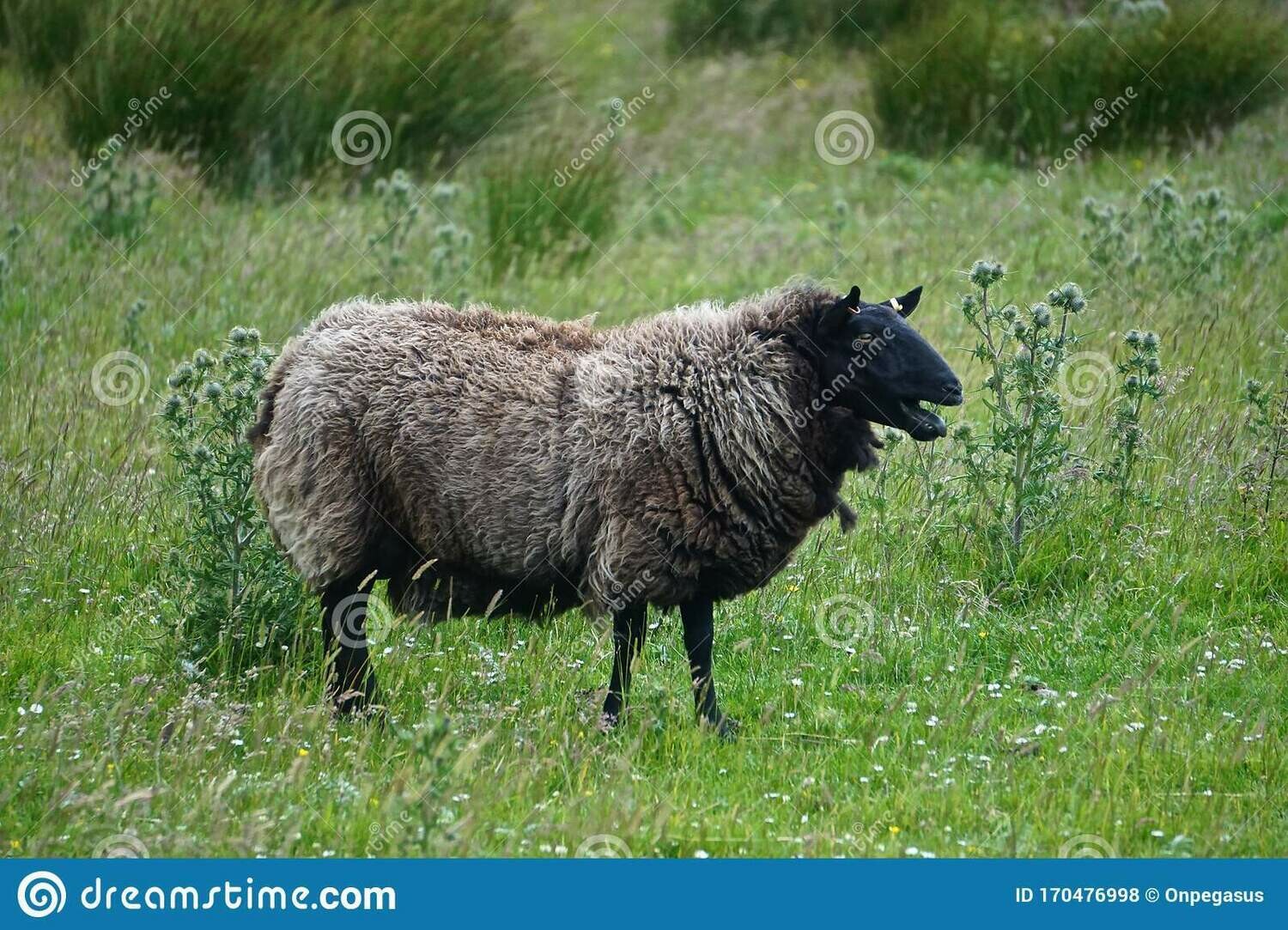 A Real Breed Study - September A Real Breed Study - September
