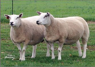 June Breed Study Canadian Texel sheep Fleece