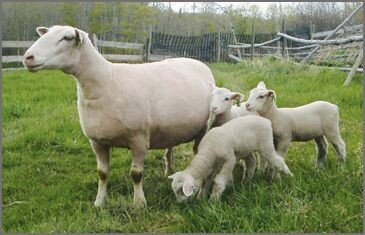 September 2022, Breed Study Canadian Arcott sheep