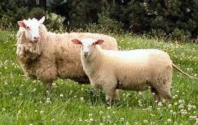 November 2022 Breed Study Canadian East Friesian sheep