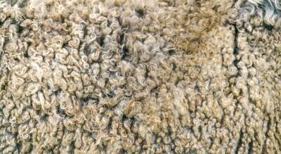 Raw unwashed fleece - Different Breeds - 4oz -8oz bags.