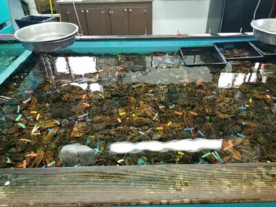 Lobsters
