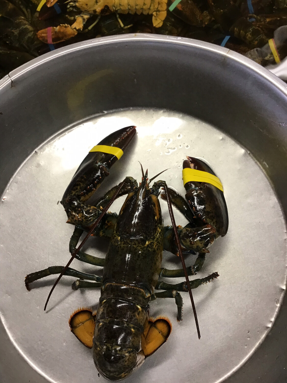 1.5 lb. Live Maine Lobster