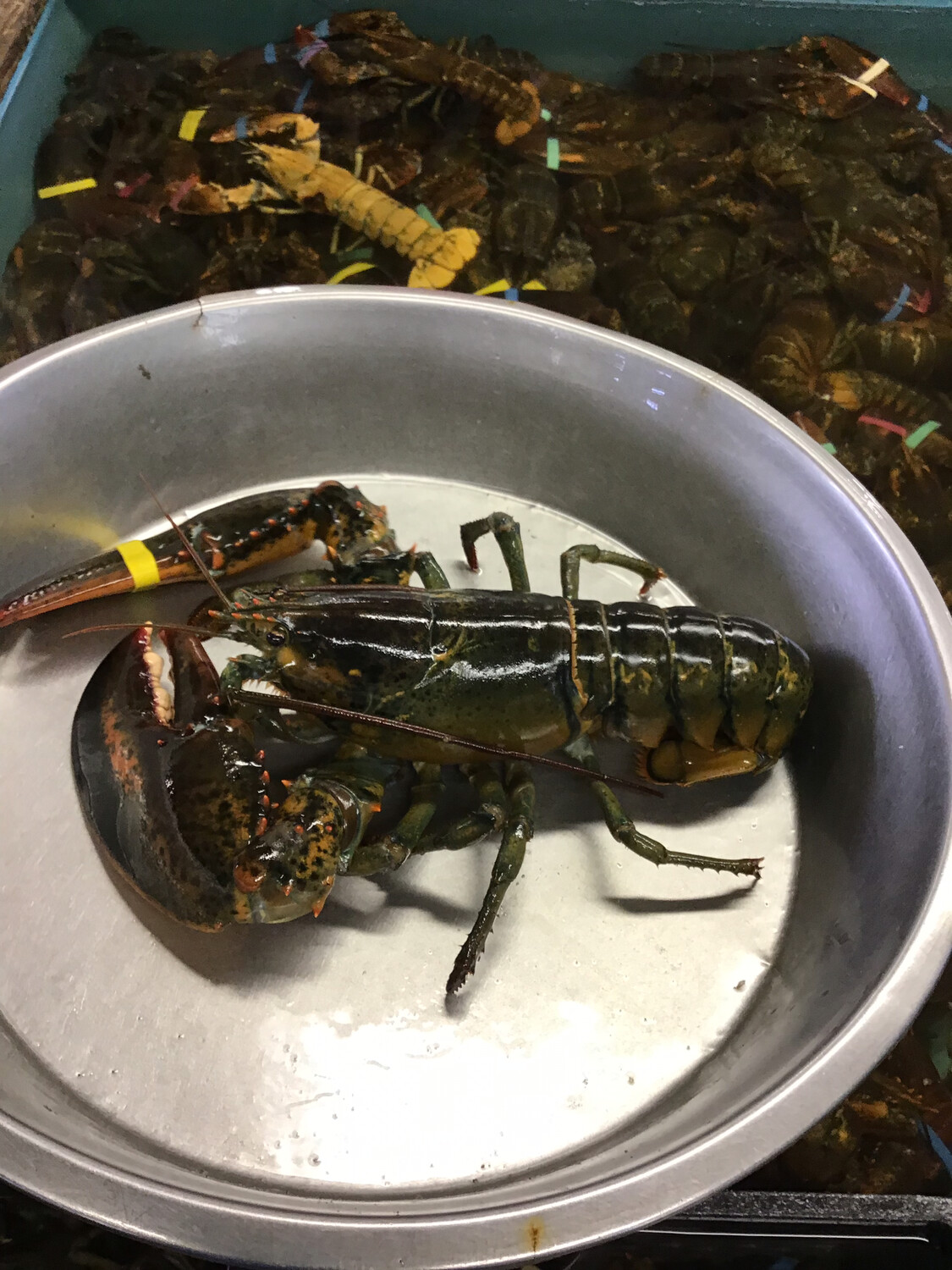 2 lb. Live Maine Lobster