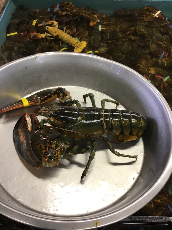 2 lb. Live Maine Lobster