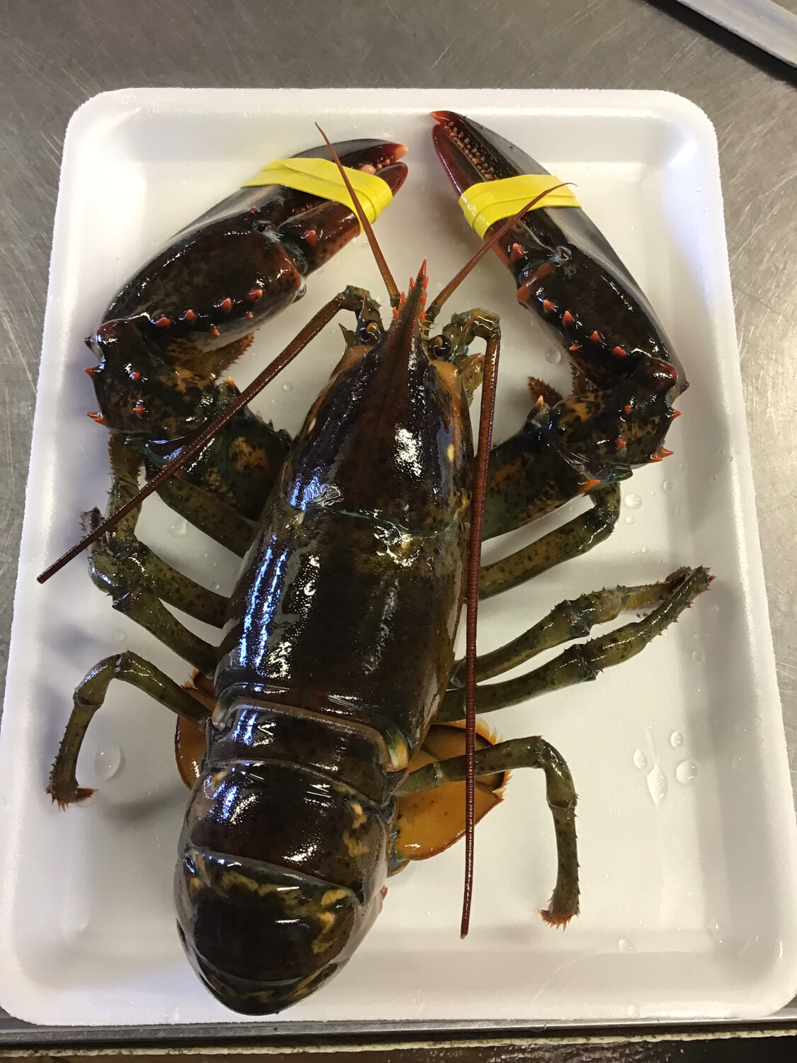 2.5 lb. Live Maine Lobster