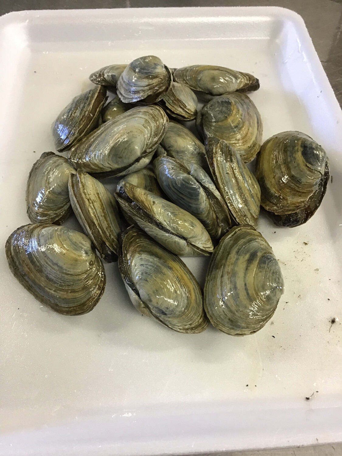 Live Clams - 1 lb.