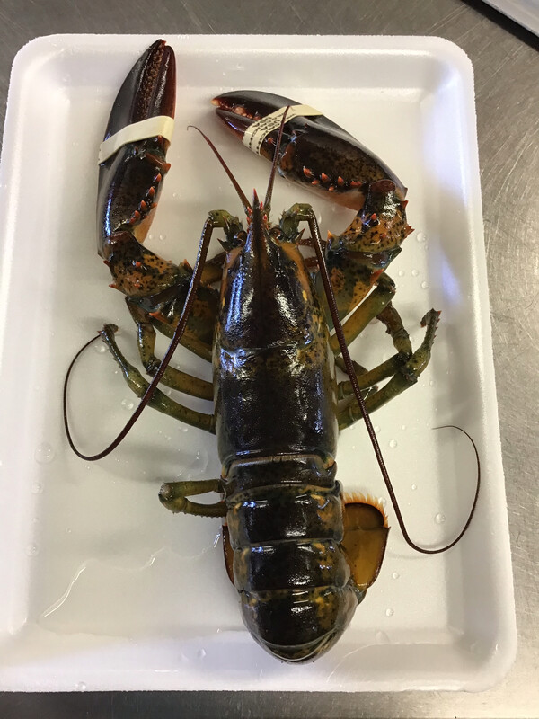 1.25 lb. Live Maine Lobster