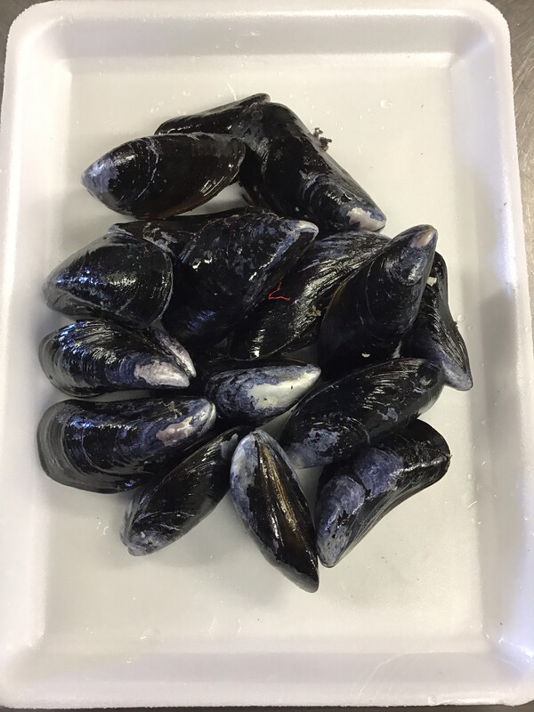 Live Mussels - 1 lb.