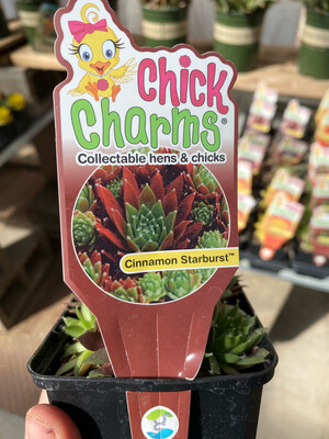Chick Charms 'Cinnamon Starburst' Chick Charms 'Cinnamon Starburst'