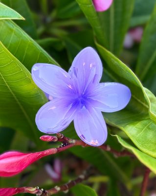 AP Tropical Claw - Purple
