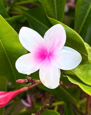 AP Tropical Claw - Magenta