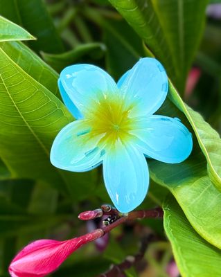 AP Tropical Claw Clips - Yellow/Blue