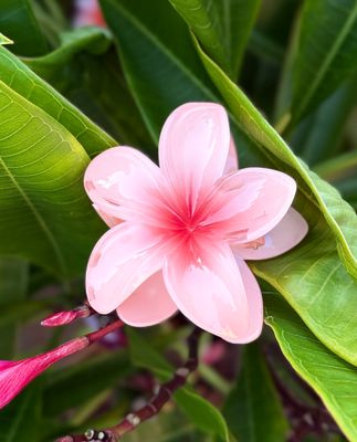 AP Tropical Claw - Peach