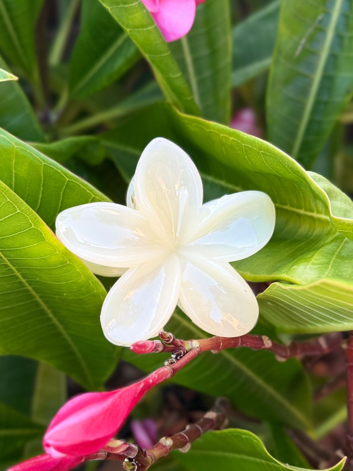 AP Tropical Claw - Creamy Yellow
