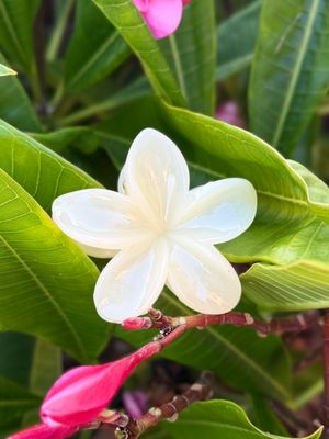 AP Tropical Claw - Creamy Yellow