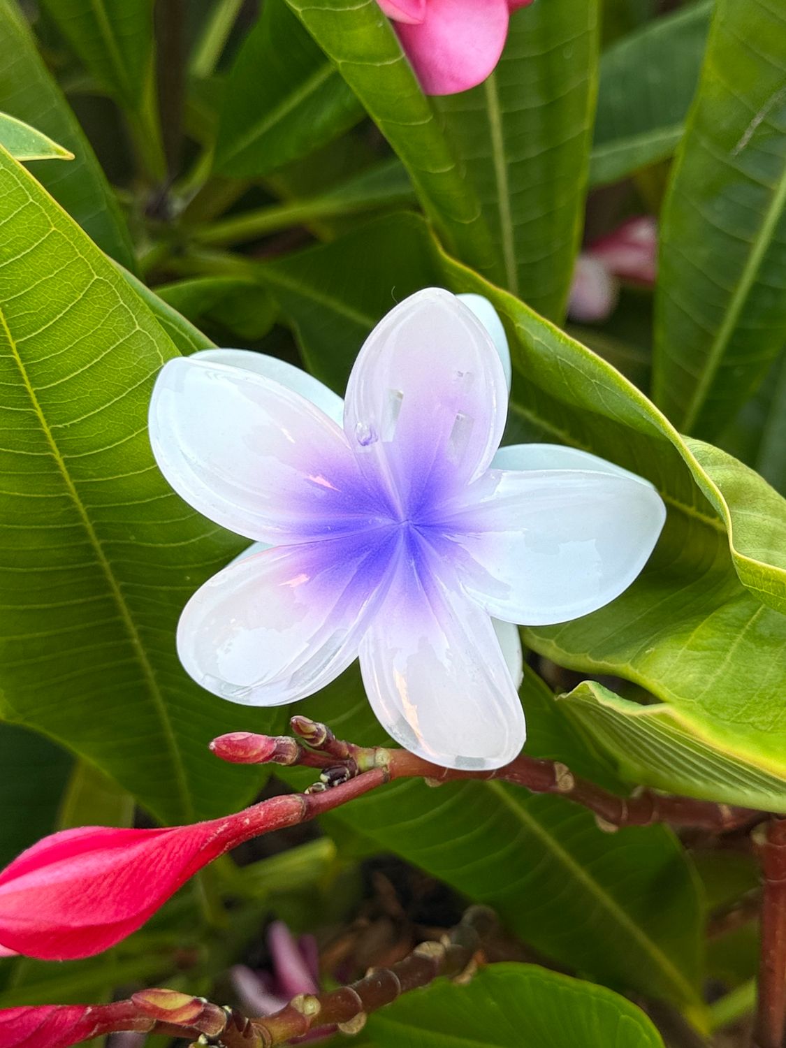 AP Tropical Claw - Purple Blend