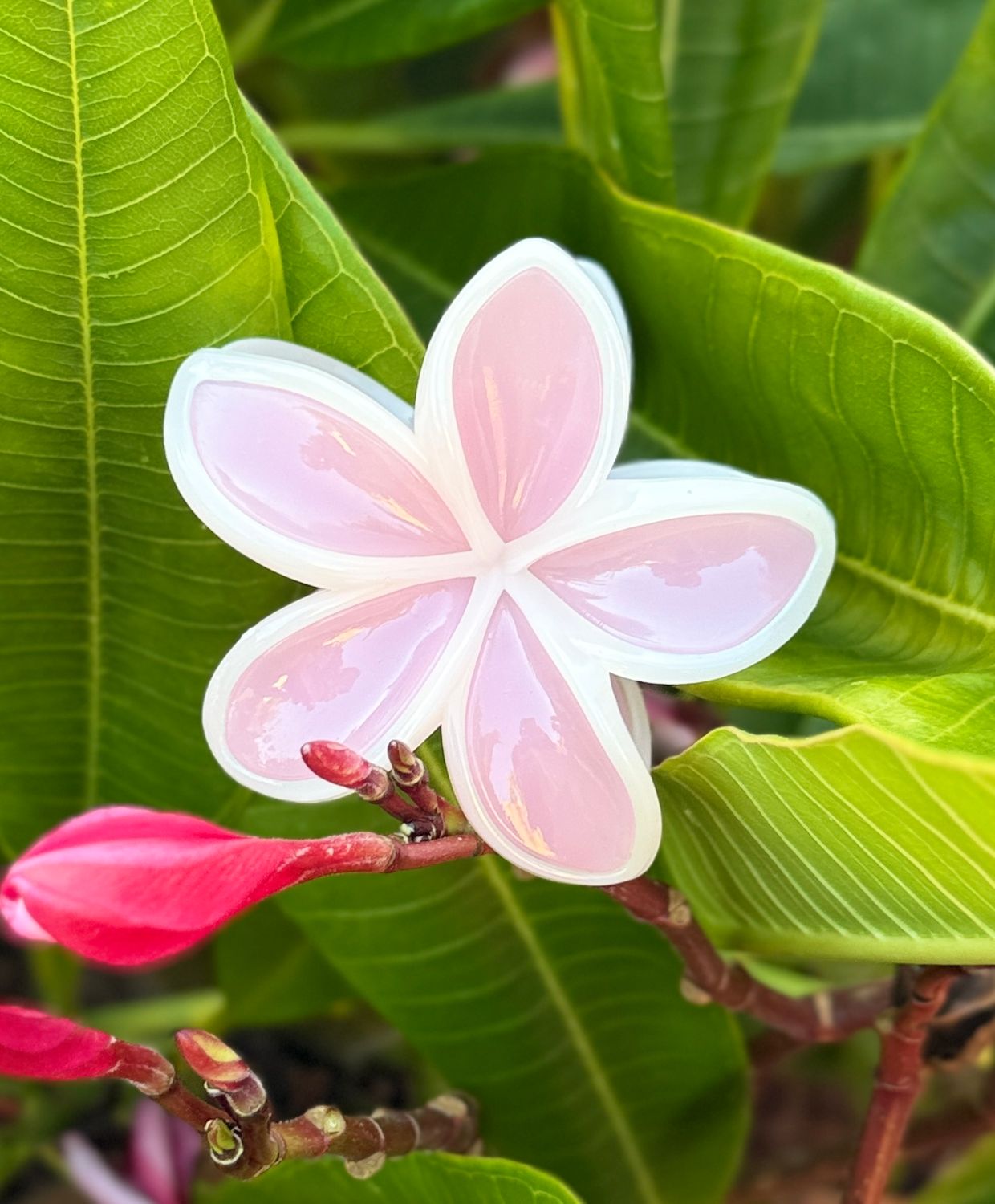 AP Tropical Claw - Pink Liner
