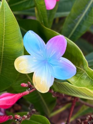 AP Tropical Claw - Tricolor