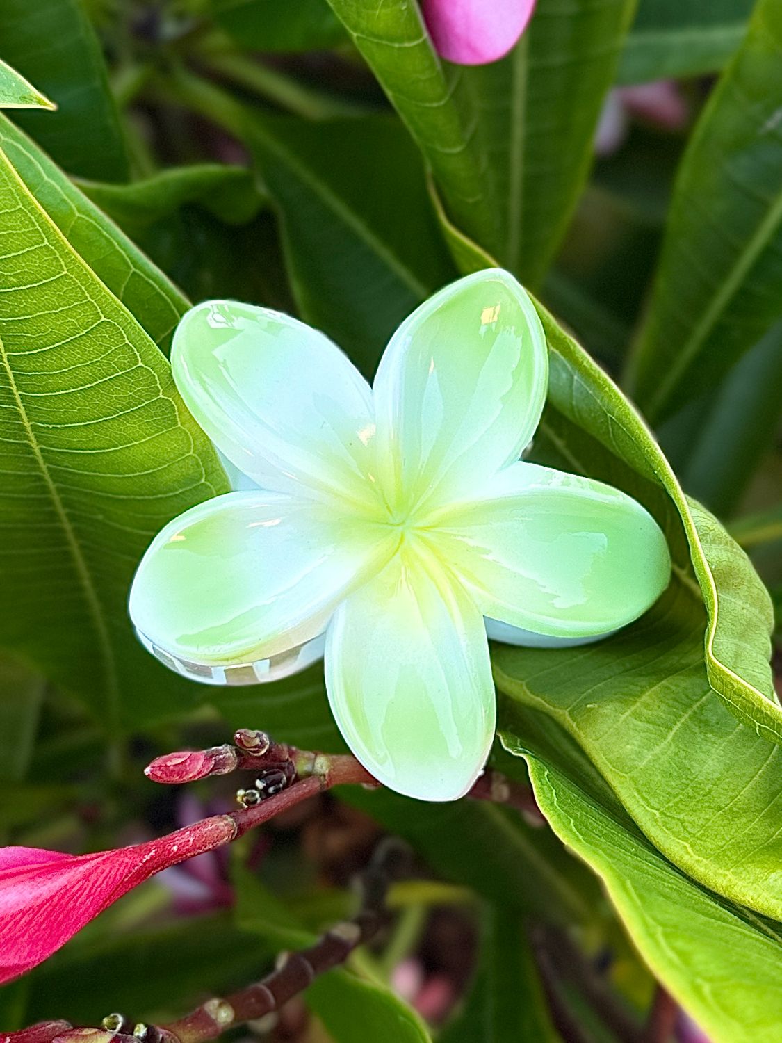 AP Tropical Claw - Solid Green &amp; Yellow Blend