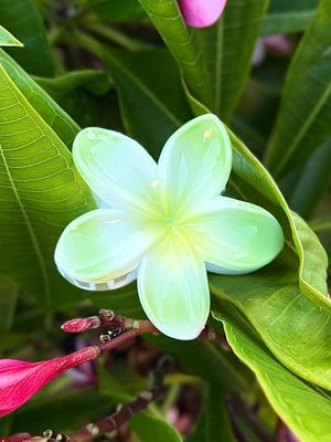 AP Tropical Claw - Solid Green &amp; Yellow Blend