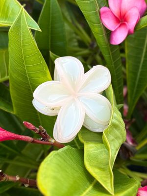 AP Tropical Claw - Ivory Liner
