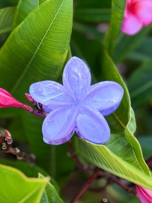 AP Tropical Claw - Purple Marble